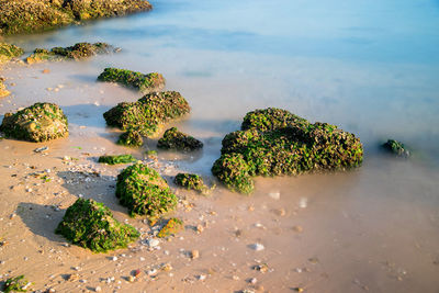 High angle view of rocks on beach