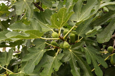 Close-up of fresh green plant