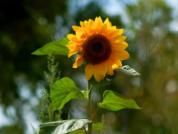 Close-up of sunflower on plant