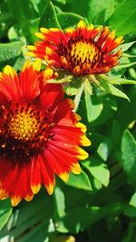 Close-up of red flower blooming outdoors