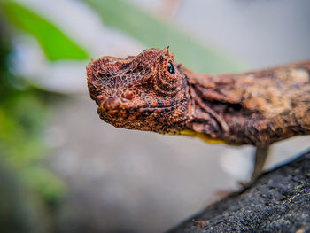 Close-up of lizard on a tree