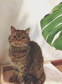 Portrait of cat sitting at home