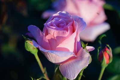 Close-up of pink rose