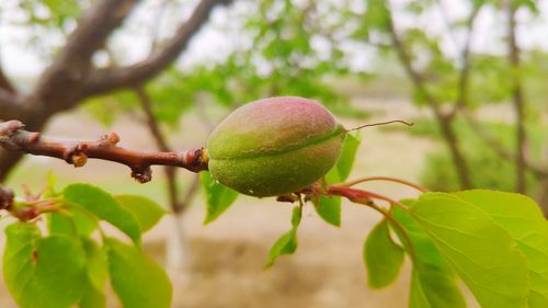 Close-up of fruit growing on tree