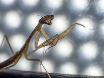 Close-up of insect