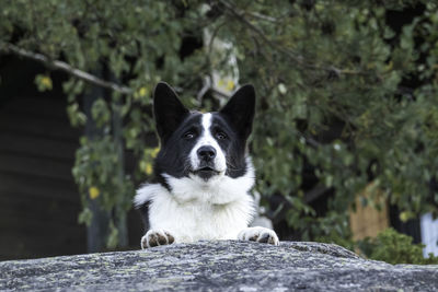 Portrait of black and white puppy dog on rock