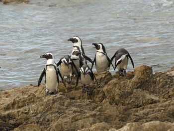 View of birds on beach