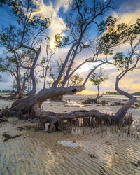 View of driftwood on beach against sky