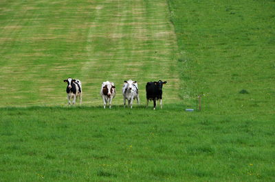 Cows on field