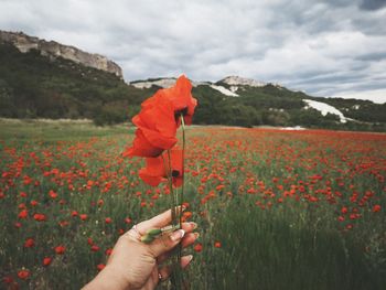 Cropped hand holding poppy flowers on field