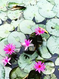 High angle view of lotus water lily