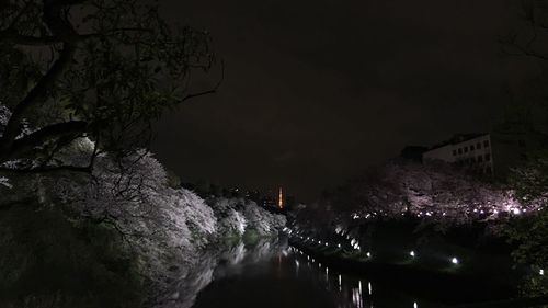 Low angle view of trees against sky at night