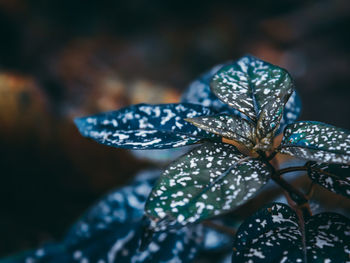 Picture of plants