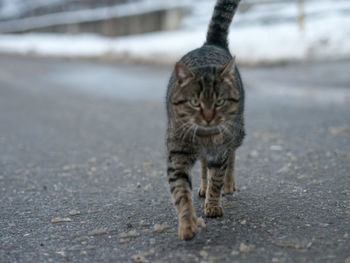 Portrait of cat on road