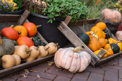 Decorative gourds and mini pumpkins at farmers market.