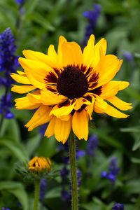 Close-up of yellow flower