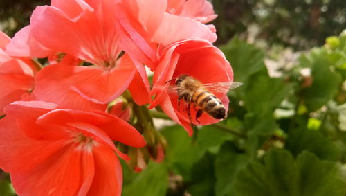 Close-up of bee on red flower