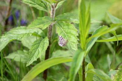 Close-up of butterfly on plant