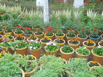 Potted plants in greenhouse