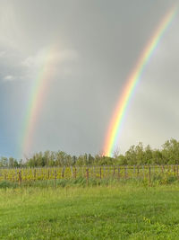 rainbow