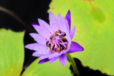 Close-up of bee pollinating on purple flower