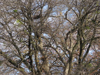 Low angle view of trees in forest