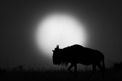 Donkey standing on field against clear sky