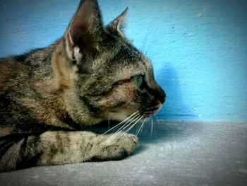 Close-up of cat