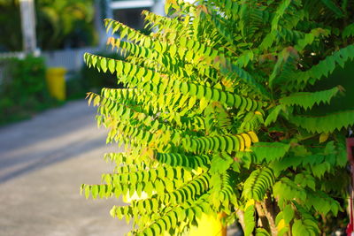 Close-up of fern leaves