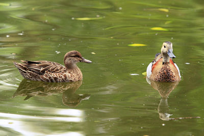 Close-up of duck in water