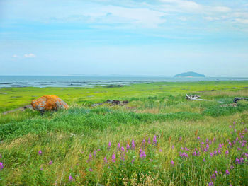 Scenic view of grassy field by sea against sky