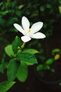 Close-up of white flower