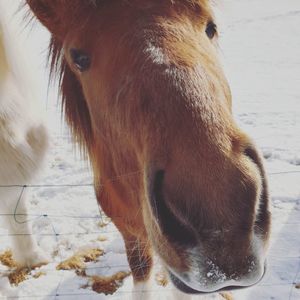 Close-up of a horse