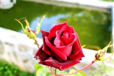 Close-up of pink rose