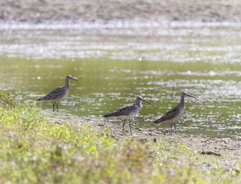 Three eurasian curlew, numenius arquata, birds near a pond, neuchatel lake, switzerland