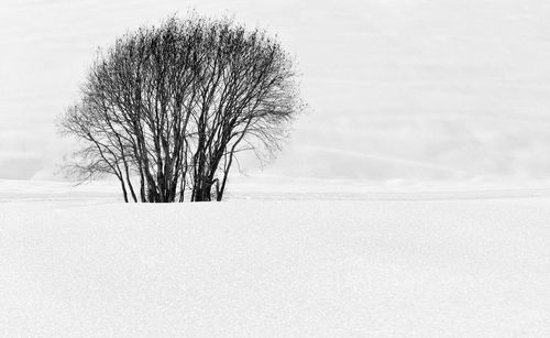 Bare tree on snow covered land