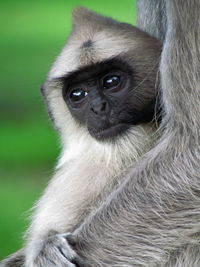 Capuchin monkey photographed up close in the wild