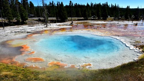 Panoramic view of trees on shore