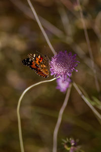 High angle view of butterfly pollinating on flower