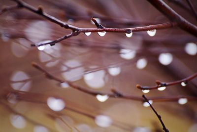 Close-up of water drops on leaf