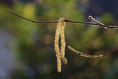 Close up of branch