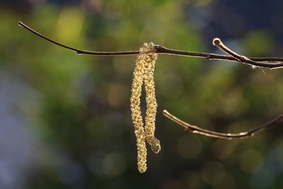 Close up of plant