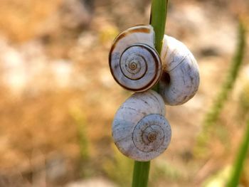 Close-up of snail on plant