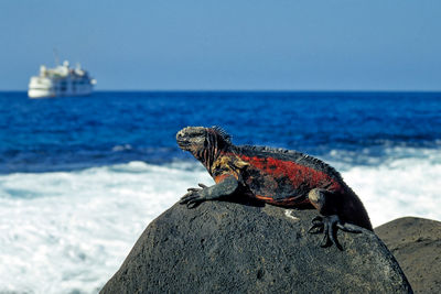 Close-up of lizard on rock by sea against clear sky