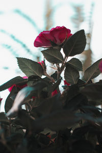 Close-up of flower tree