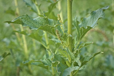 Close-up of fresh green plant on field