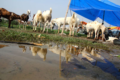 Herd of goats at farm against sky