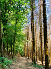 Walkway amidst trees in forest