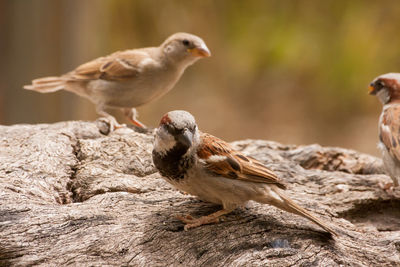 Close-up of birds perching on a wood