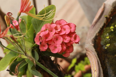 Close-up of pink flowering plant